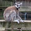 lincoln_lemur